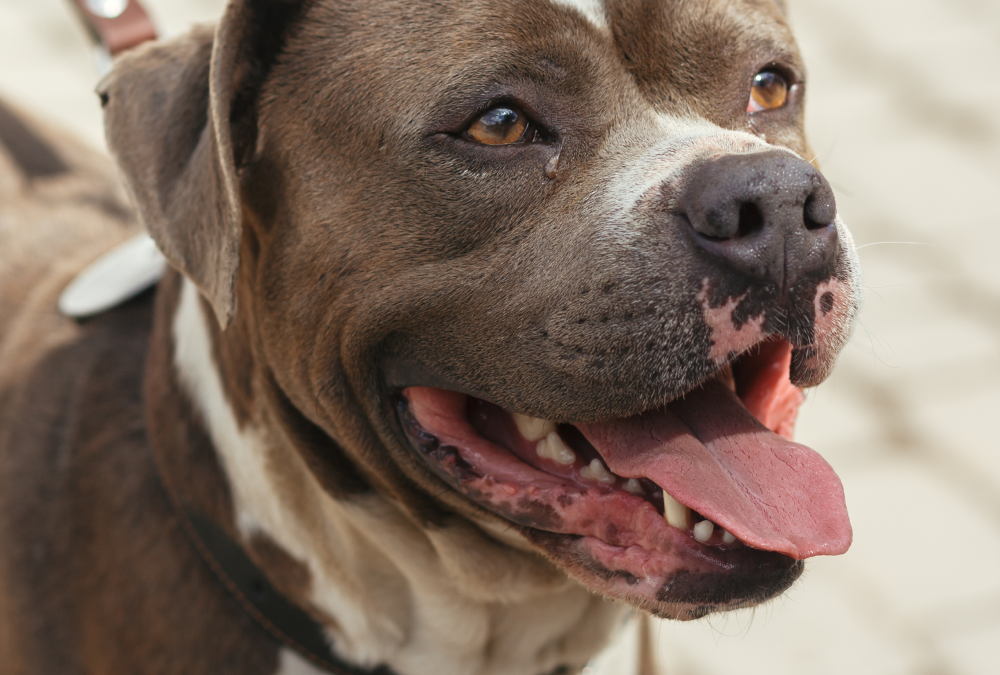 Gastrina: um marcador endócrino e digestivo essencial na prática da clínica veterinária