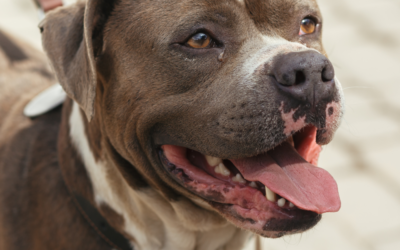 Gastrina: um marcador endócrino e digestivo essencial na prática da clínica veterinária