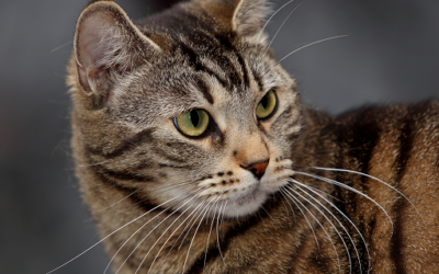 Hipotireoidismo em gatos adultos: uma endocrinopatia rara ou subdiagnosticada?