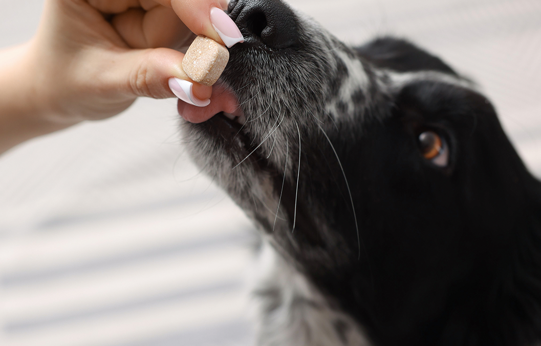 Vitamina D em cães e gatos: por que dosar o 25(OH)D antes de suplementar?