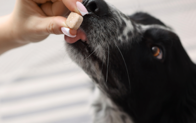 Vitamina D em cães e gatos: por que dosar o 25(OH)D antes de suplementar?