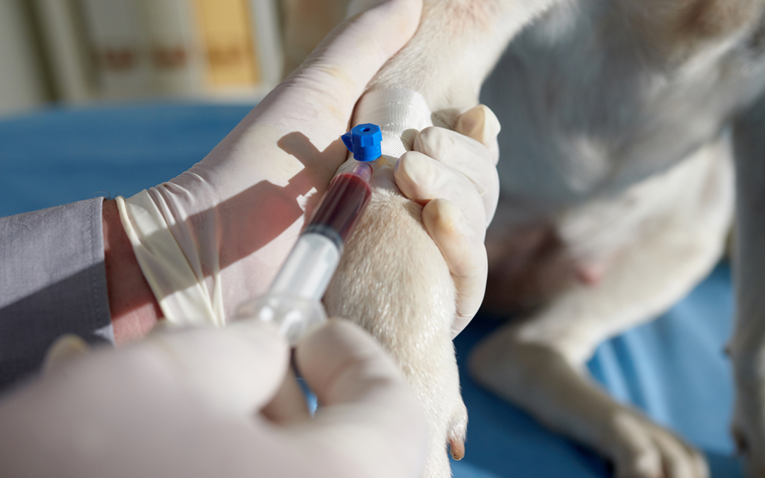 Antes do resultado: onde realmente começam os erros na endocrinologia laboratorial?